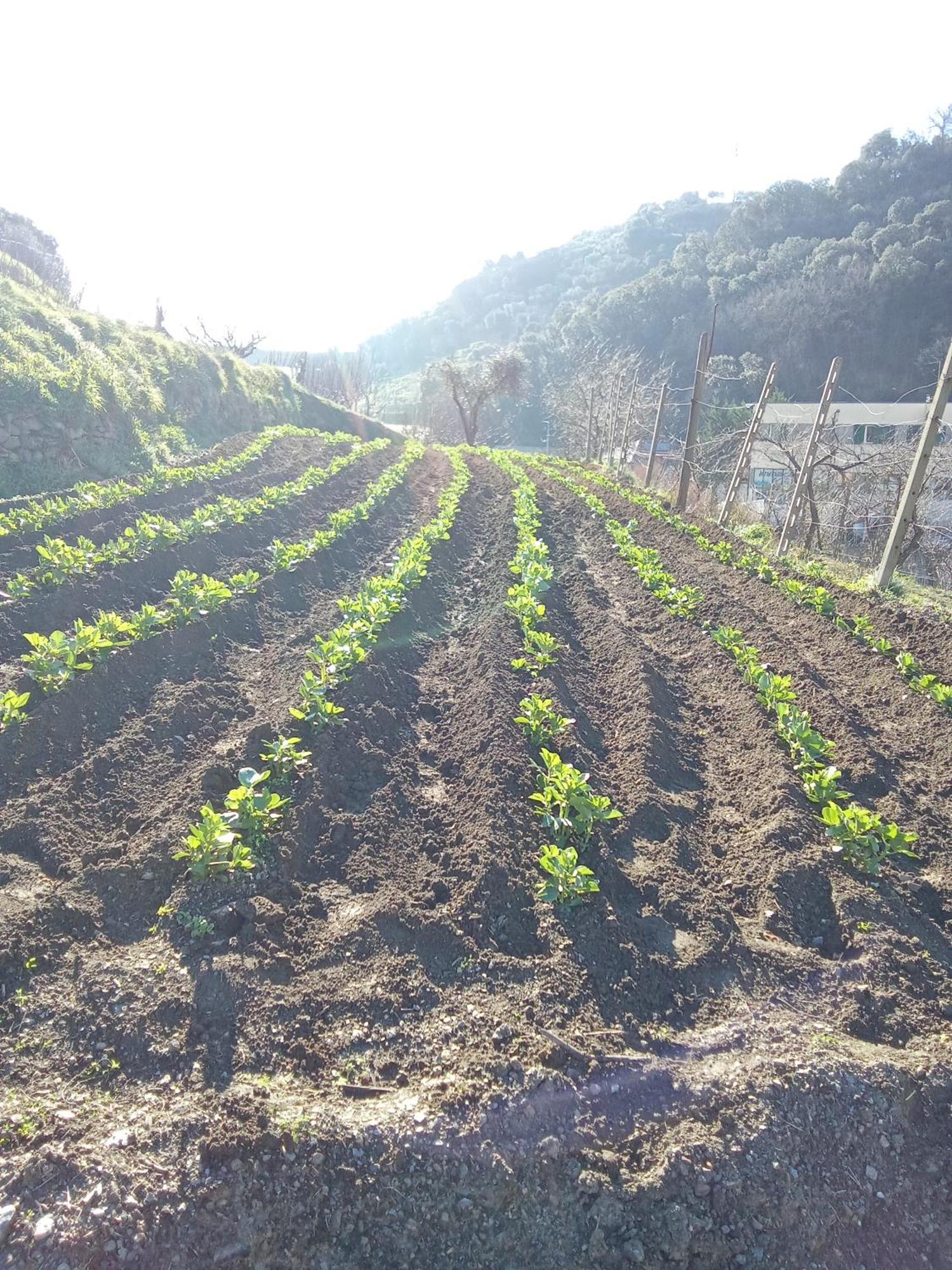 Agriturismo Cele سيلي ليجور المظهر الخارجي الصورة